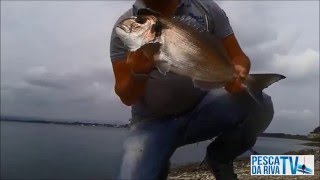 Orata pescata a rock fishing 2.700 kg