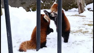 2021.12.21 10:37 釧路市動物園 レッサーパンダ 双子の赤ちゃん ③　雪のじゃれ合い～飛んだ！