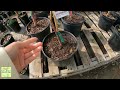 vườn cây ăn trái bông hoa mimosa nursery giÁ cÁc cÂy 666 plants flowers trees for sale skht