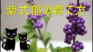 紫式部の育て方