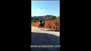 Caramelo Andalusier Wallach gelding www.andalusier.com