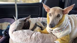 イタグレ\u0026トイプー　Italian Greyhound \u0026Toy Poodle “AMI OUTLET \u0026TODAY’S ROUTINE5 “