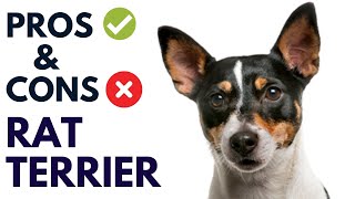 Revealing the Unexpected Pros \u0026 Cons Of the Rat Terrier: #AnimalPlatoon