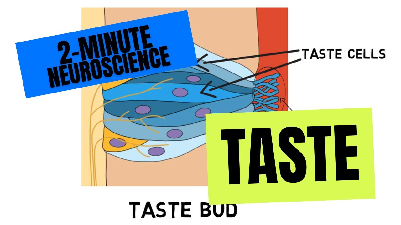 2 Minute Neuroscience Taste Youtube