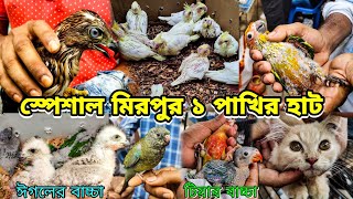 স্পেশাল মিরপুর ১ পাখির হাট | শিকারি ঈগল ,পার্সিয়ান , টিয়া পাখি,বালি হাস দাম_Mirpur 1 pakir Hat