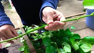 棘取り作業の様子〜鈴木ばら園〜