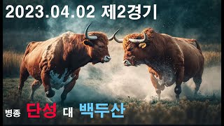 청도소싸움 2023.04.02 제2경기 병종 단성 / 백두산