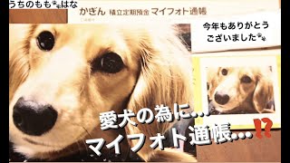 愛犬の為に出来る事.マイフォト通帳..!? #52【今年１年ありがとうございました】【うちのもも★はな】【カニンヘンダックス】【ダックスフンド】