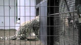 興奮するユキヒョウ~Snow Leopard is excited