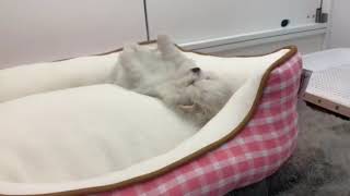 140433  ポメラニアン♂【ペットショップ犬の家＆猫の里プレ葉ウォーク浜北店】