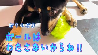 【海外保護犬マロ：92】ボールを投げると直ぐに膝の上に持って来てちょこんと座ってくれるマロ💕でも、今日は、、、❓