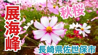 【原付ひとり旅】 長崎県佐世保市 「展海峰」 #コスモス #秋