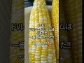 🌽おすすめな品種みつけた 絶対買って‼️生でもイケる‼️めちゃくちゃウマイ『ドルチェドリーム🌽』