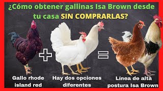 Cómo obtener gallinas ponedoras Isa Brown desde casa, descubre unos de los secretos mejor guardado.