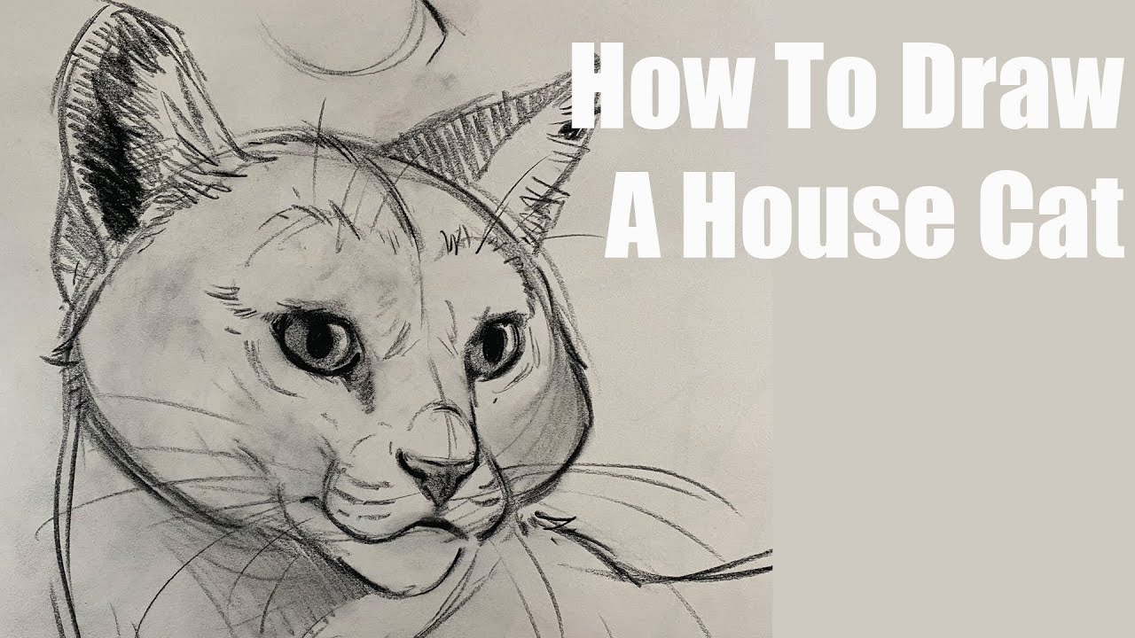 How To Draw A Cat - YouTube