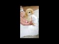 baby chick cheeping distress call