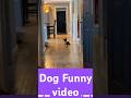 Dog funny video 😂