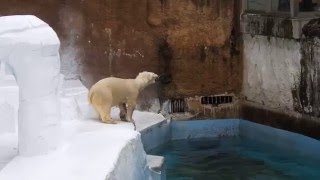 足が滑ってプールに落っこちたイッちゃん（Шилка）　　　　天王寺動物園のホッキョクグマ