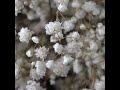 dried flowers natural gypsophila wedding decoration accessories baby breath preserved bouquet hoom c