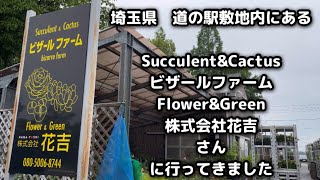 【plants】Succulent plant store【succulent】