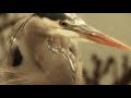 the great blue heron a portland love story