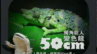 海洋公園高清動物月2010 電視廣告 (60 秒版)