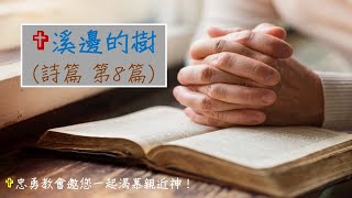 溪邊的樹～詩篇第8篇