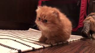 Persian flat faced Kitten playing with mother cat