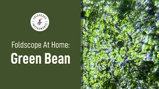 Foldscope at Home: Green Bean