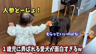 娘に人参あげたら愛犬が面白すぎたw【１歳児と甲斐犬一休】