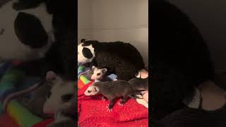 Eight Baby Opossums