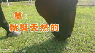 【动物医学院】学校有马是种什么体验？