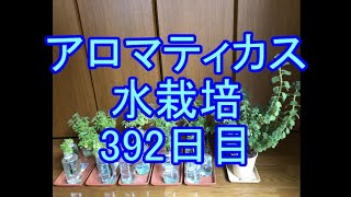 🌱アロマティカス水栽培🌱049🌱392日目（56週間≒1年）🌱