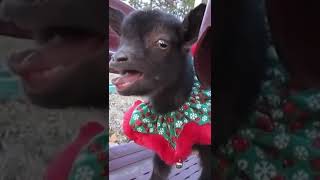 Cute Goat Baby #shorts #youtubeshorts #ytshorts #viral #goat