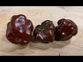 3 Chocolate Habaneros from Seriously Hot Peppers! Peppers in February! I am very happy today!