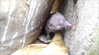 臭鼩 Musk Shrew (Suncus murinus)