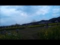 2015春 高麗・巾着田　motion time lapse