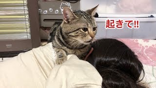 寂しさを我慢できず大好きな妹を強引に起こしに来てしまった猫ｗ