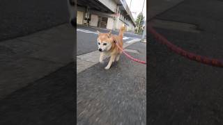 【豆柴リンちゃん】10月14日の朝活　#shorts #豆柴 #cute #dog #柴犬 #可愛い