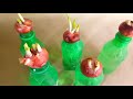 প্লাস্টিক বোতলে পেঁয়াজ চাষ পদ্ধতি onion cultivation method in plastic bottles