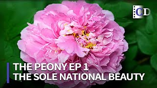 The Sole National Beauty 「The Peony」 Part 1 | China Documentary