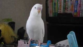 楽しそうなセキセイインコのレティ