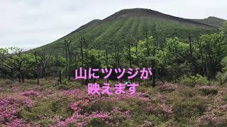 霧島市高千穂河原　鹿が原のつつじ畑（ミヤマキリシマ）