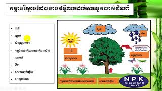 កត្តាបរិស្ថានដែលមានឥទ្ធិពលលើការលូតលាស់ដំណាំ វគ្គ២