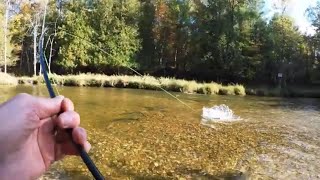 River Monsters! Fly Fishing for SALMON in Michigan