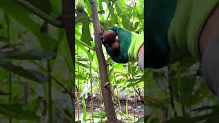 Picking fresh figs신선한 무화과 따기#farming#enjoyrurallife#satisfying #rurallife#vegetables#freshly#fruit