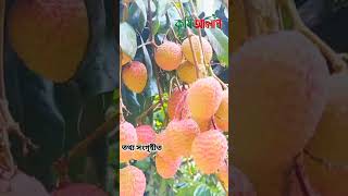 লিচু খাওয়ার উপকারিতা ।। Benefits of eating litchi ।। Lichur gunagun ।। কৃষি আলাপ ।। krishi alap