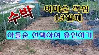 [텃밭농부 1,502]  수박 아들순을 선택하고 유인하는 방법 #수박재배