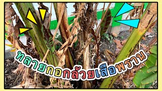 Breaking down Zebrina Nasution's clump!!! ทลายกอ‼️ กล้วยเสือพราน | สวนอุ่นดิน