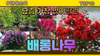 배롱나무 추천 판매순위 Top10 || 가격 평점 후기 비교